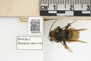 Media type: image;   Entomology 805070 Aspect: labels